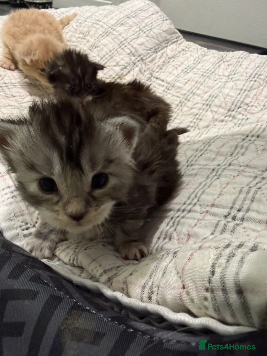 Maine Coon cats for sale: 3 gorgeous Maine coon kittens for sale - Advert 40