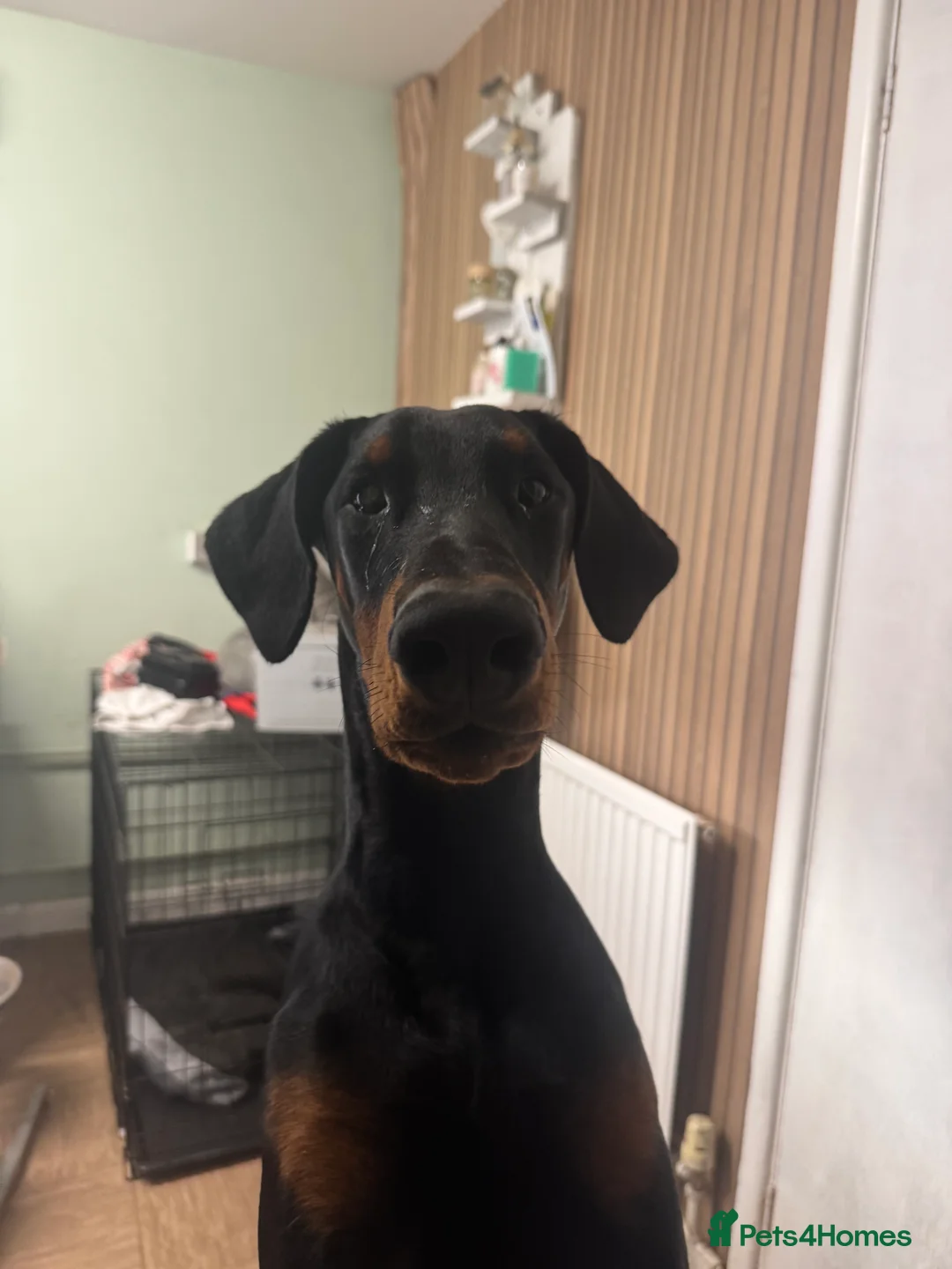 Dobermann dogs for sale: 1 year old Doberman  in Trowbridge - Advert 4
