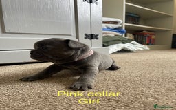 French Bulldog dogs for sale: French bulldog  - Image 15