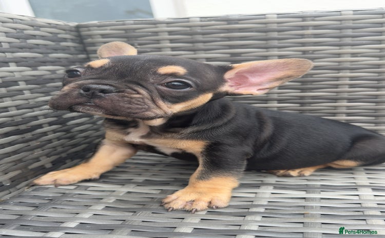 French Bulldog dogs - Advert 2