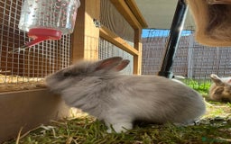 Lionhead rabbits for sale: Lion heads  - Image 5