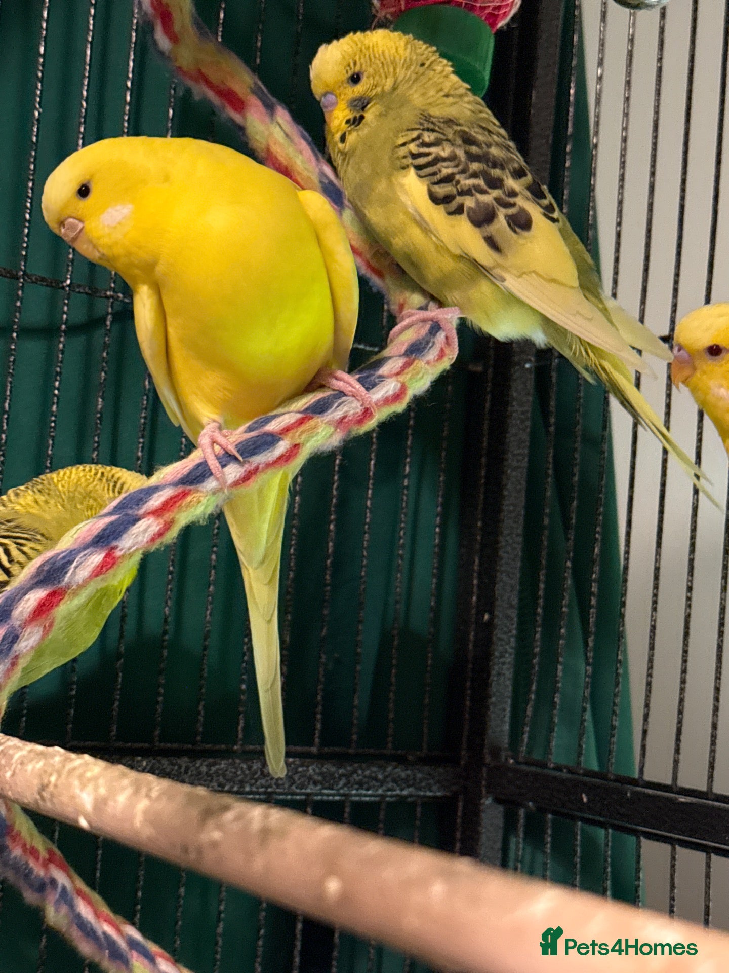 Budgerigars birds  Bonded 5 month old budgies, male & female  - Advert 1