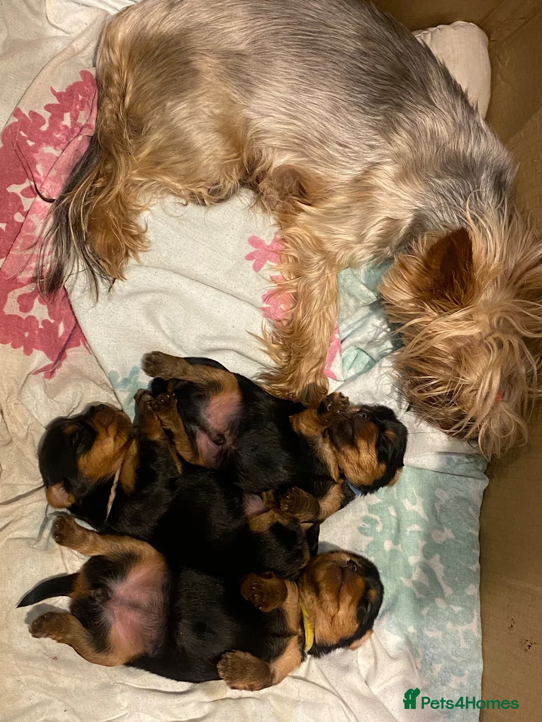 Yorkshire Terrier dogs for sale: 3 Beautiful Pure Breed Yorkshire Terrier puppies  - Advert 17