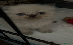 Persian cats for sale: 2 male 4 female  - Image 10