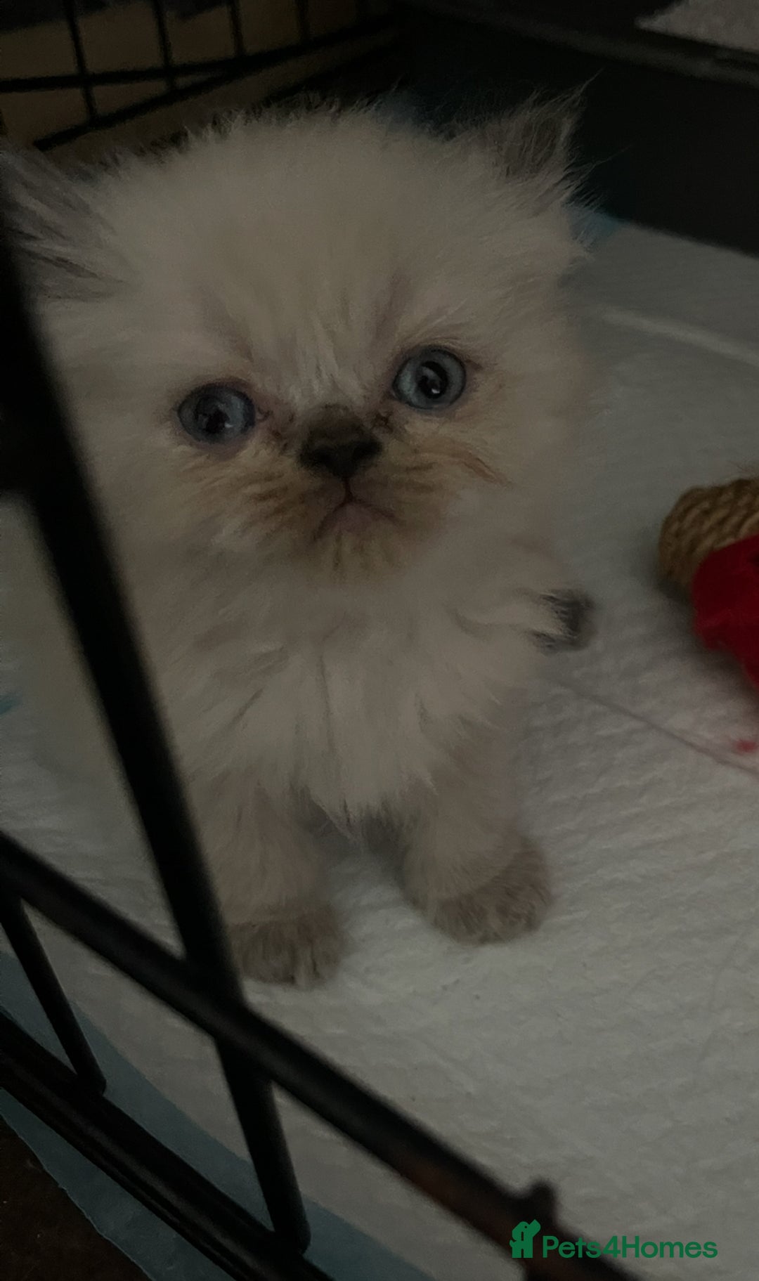 Persian cats for sale: 2 male 4 female  - Image 10