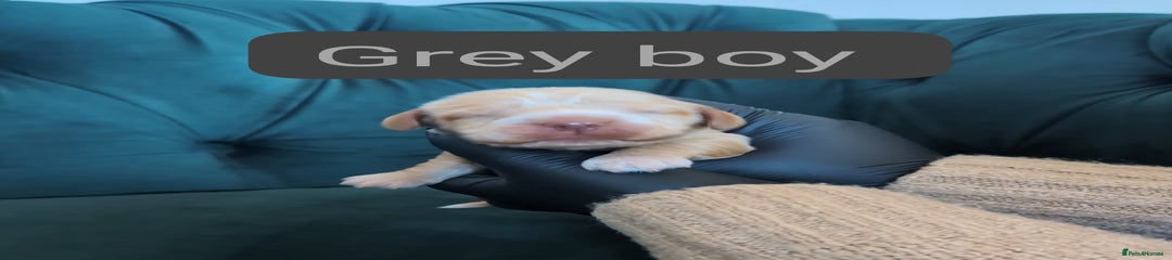 grey boy (ash) 