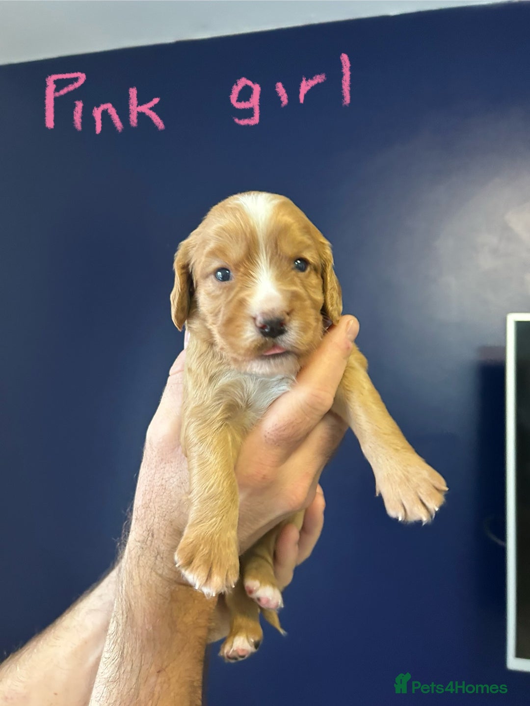 Cocker Spaniel dogs for sale: working cocker spaniel puppies - Image 9