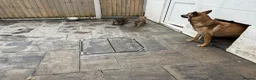 Mixed Breed dogs for sale: Belgium shepherd x German Shpherd - Advert 11