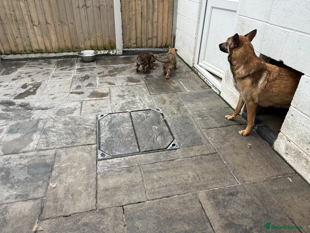 Mixed Breed dogs for sale: Belgium shepherd x German Shpherd - Advert 11