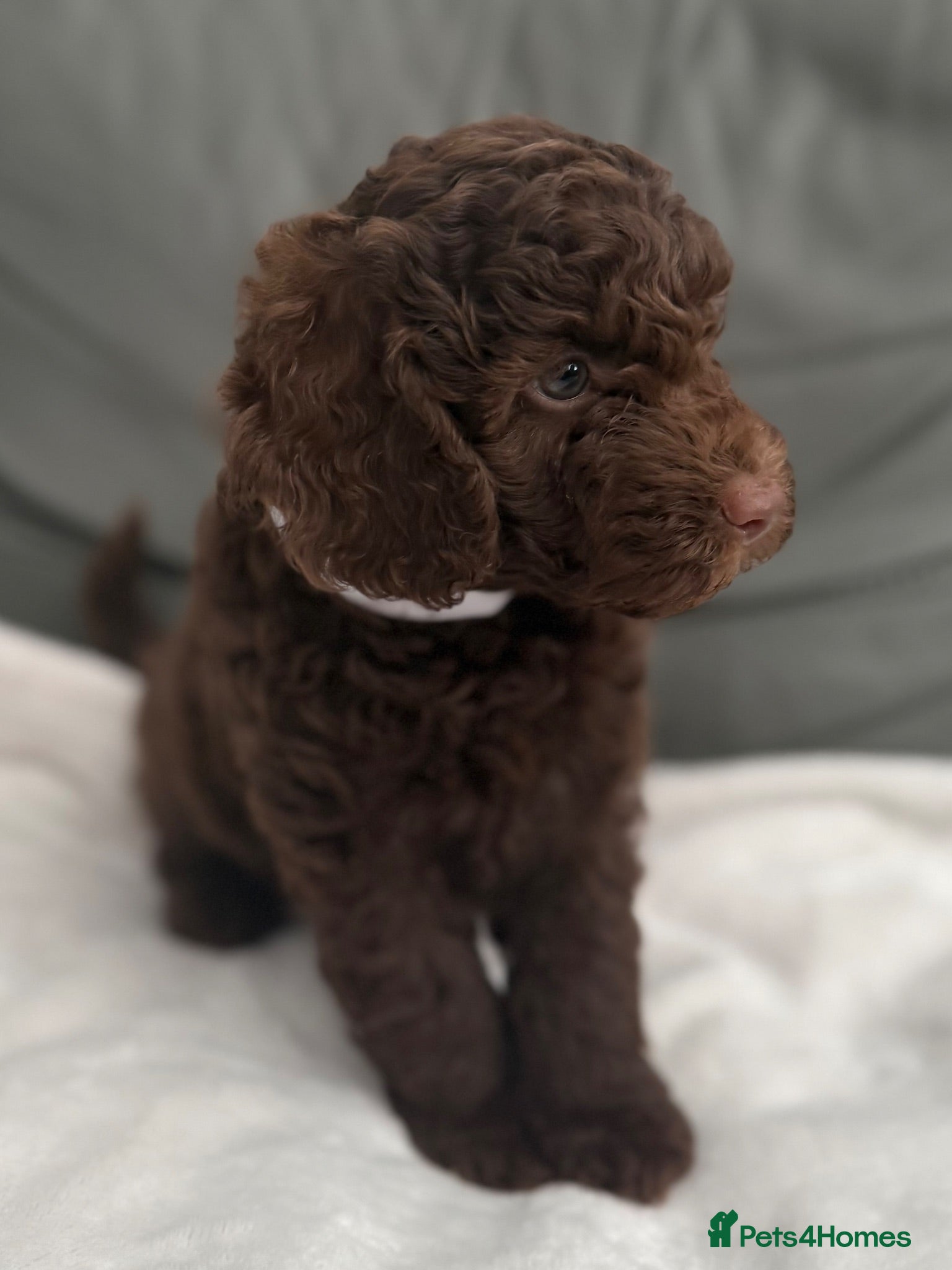 Miniature Poodle dogs 1 girl left.  Beautiful Miniature Poodle Puppies - Advert 1