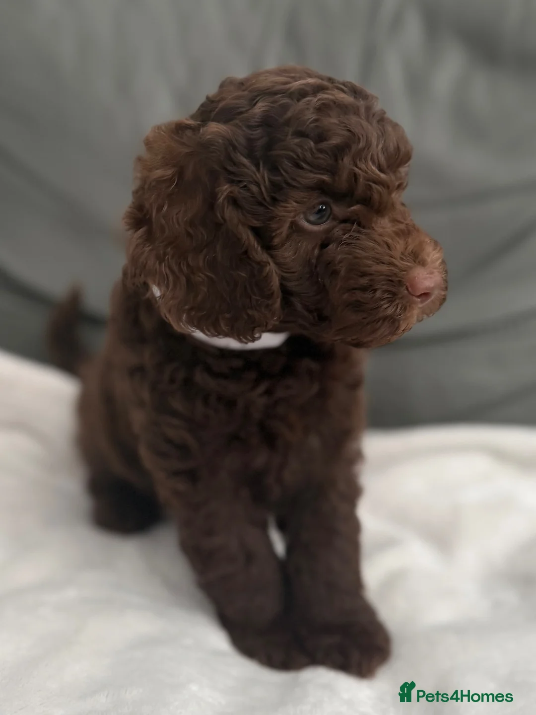 Miniature Poodle dogs for sale: 1 girl left.  Beautiful Miniature Poodle Puppies - Advert 1