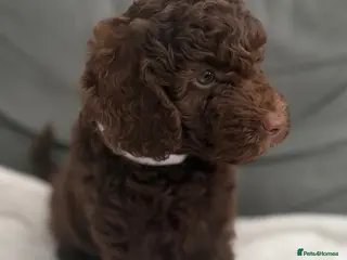 Miniature Poodle dogs 1 girl left. Beautiful Miniature Poodle Puppies - Advert 1