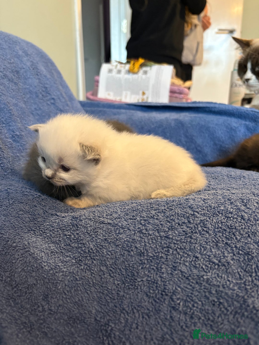 Ragdoll cats for sale: 🐾 Adorable Ragdoll x Maine Coon Kittens 🐾 - Image 8