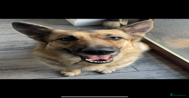 German Shepherd dogs in Mansfield - Advert 12