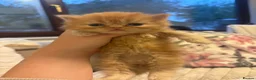 Persian cats for sale: Beautiful Persian/ Exotic kittens 🩵🩷 in Yeovil - Advert 3
