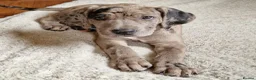 Mixed Breed dogs for sale: Chunky Silver Daniff Pups-Exceptional Temperament in Insch - Advert 9