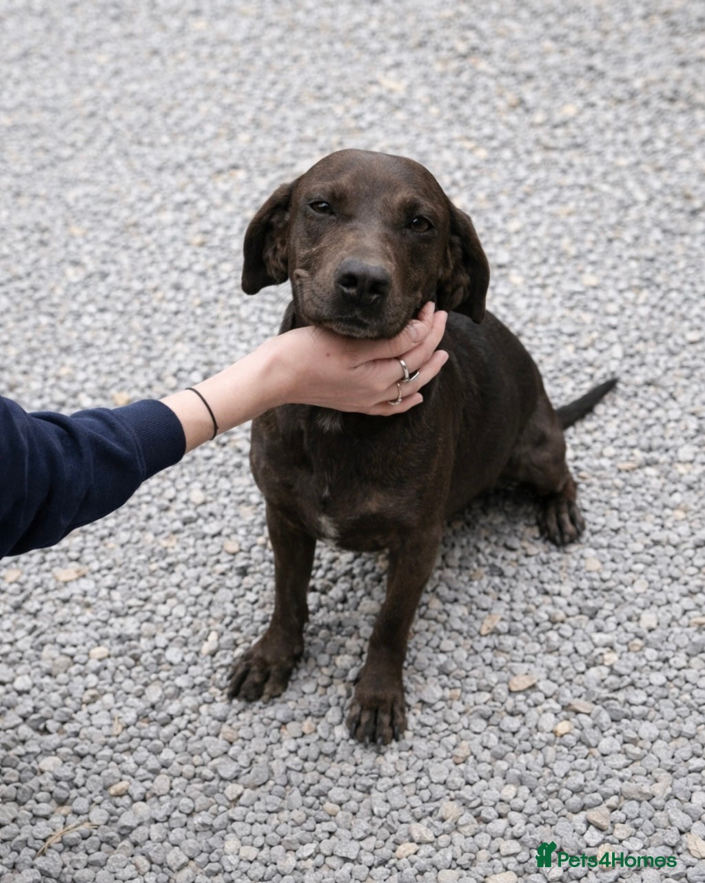 Mixed Breed dogs Rhea – Loving Female Dog – Ready for Forever Home - Advert 2