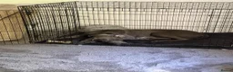 Great Dane dogs for sale: 7 month old great dane puppy  in Woodbridge - Advert 2