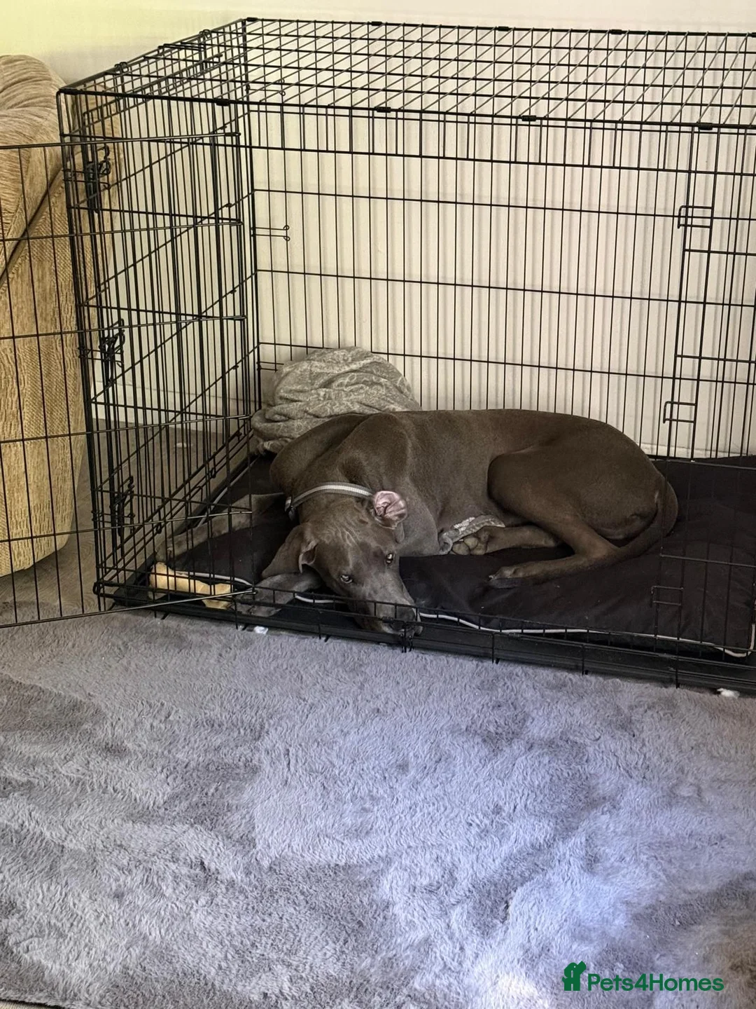 Great Dane dogs for sale: 7 month old great dane puppy  in Woodbridge - Advert 2