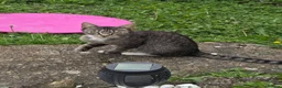 Mixed Breed cats for sale: Mixed breed cats  in Dover - Advert 2
