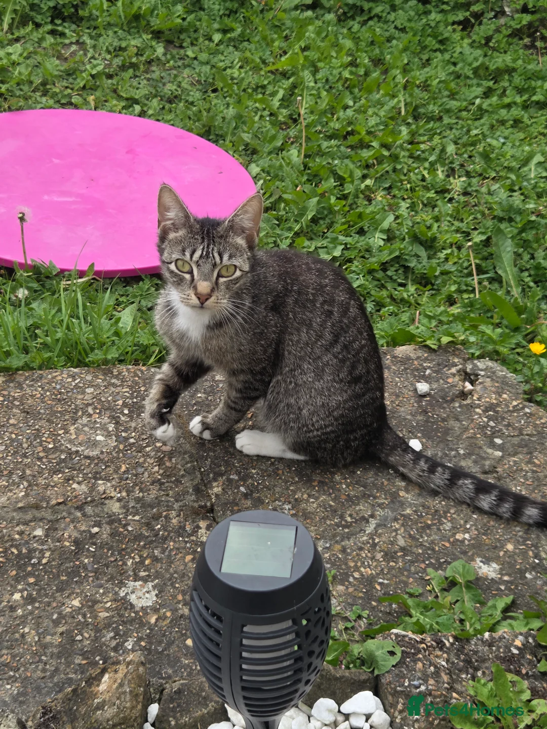Mixed Breed cats for sale: Mixed breed cats  in Dover - Advert 2
