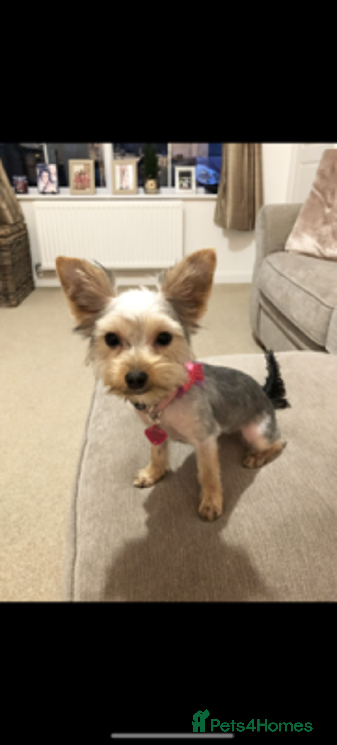 Yorkshire Terrier dogs for sale: loving and affectionate Yorkshire terrier boy - Advert 1