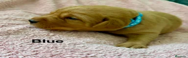 Labrador Retriever Puppy 1