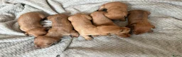 Miniature Dachshund dogs for sale: Kc registered mini dachshunds puppies 🐶  - Advert 17