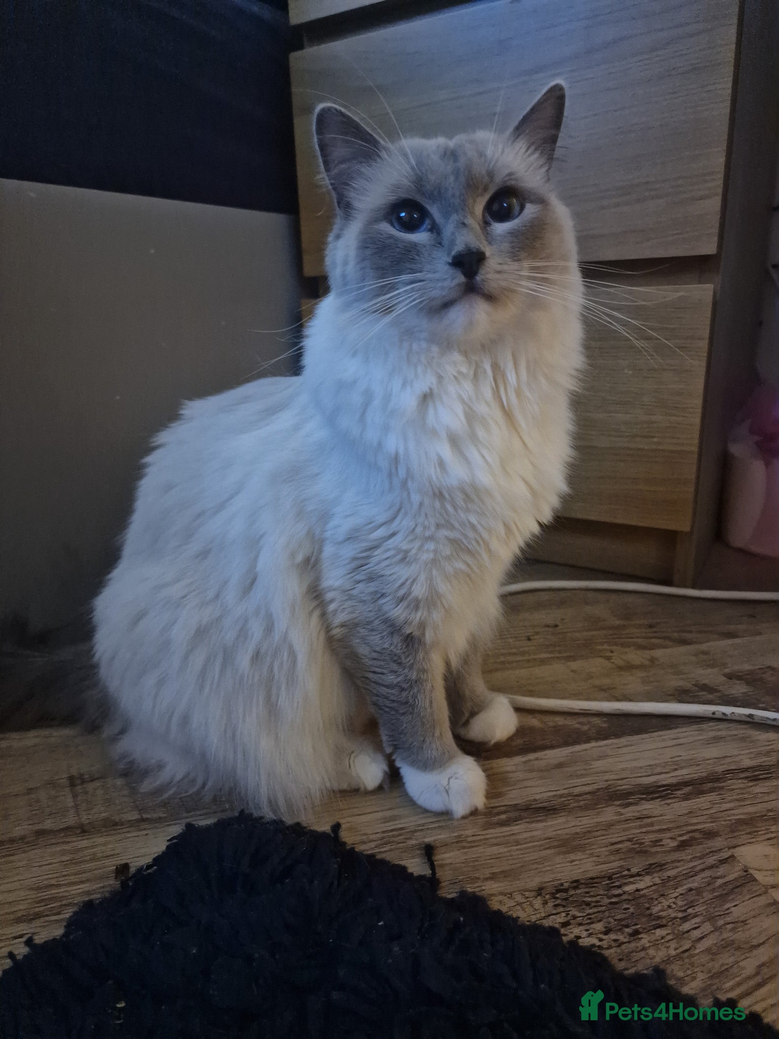 Ragdoll cats 3 blue point ragdoll kittens for sale - Advert 2