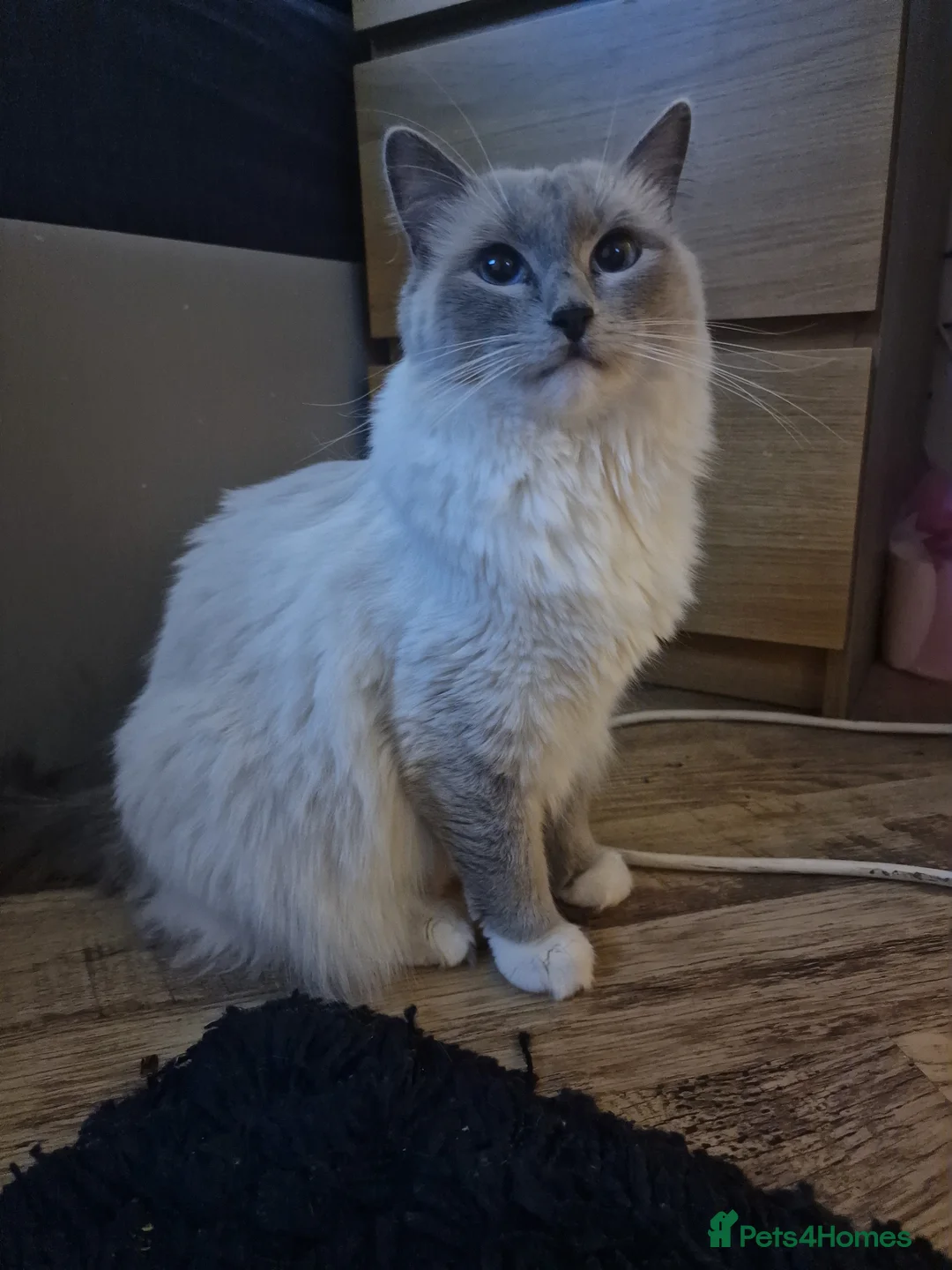 Ragdoll cats for sale: 3 blue point ragdoll kittens for sale in Birmingham - Advert 1