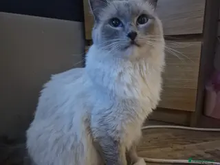 Ragdoll cats 3 blue point ragdoll kittens for sale - Advert 14