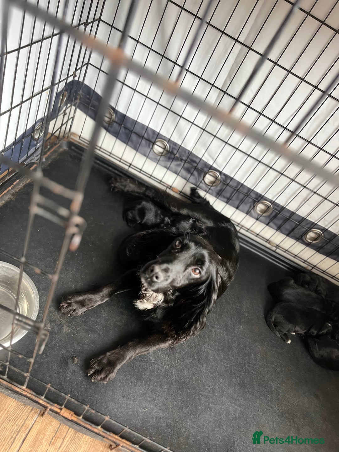Cocker Spaniel dogs for sale: 6 adorable Cocker Spaniel pups - Image 1