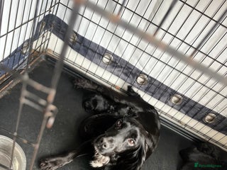 Cocker Spaniel dogs - Advert 7