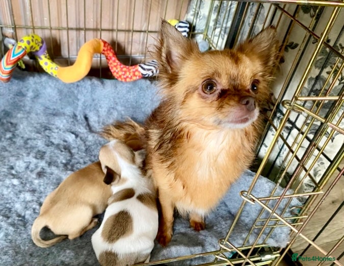 Chihuahua dogs Chihuahua female 18 weeks - Advert 1
