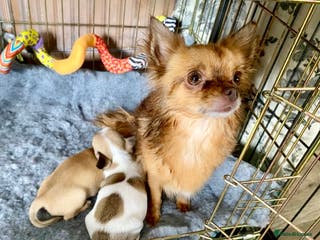 Chihuahua dogs Chihuahua female 18 weeks - Advert 1