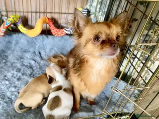 Chihuahua dogs Chihuahua female 18 weeks - Advert 7