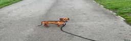 Miniature Dachshund dogs for adoption: Gorgeous Dachshund For Adoption - Advert 3