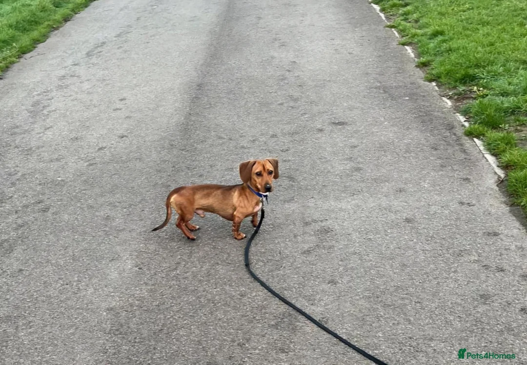 Miniature Dachshund dogs for adoption: Gorgeous Dachshund For Adoption - Advert 3