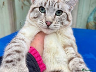 Savannah cats Breath taking wild looking girl - Advert 10