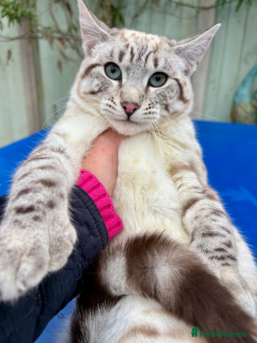 Savannah cats for sale: Breath taking wild looking girl  - Advert 1