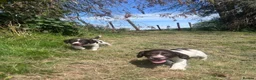English Springer Spaniel dogs for sale: Gorgeous English Springer Spaniels - Advert 6