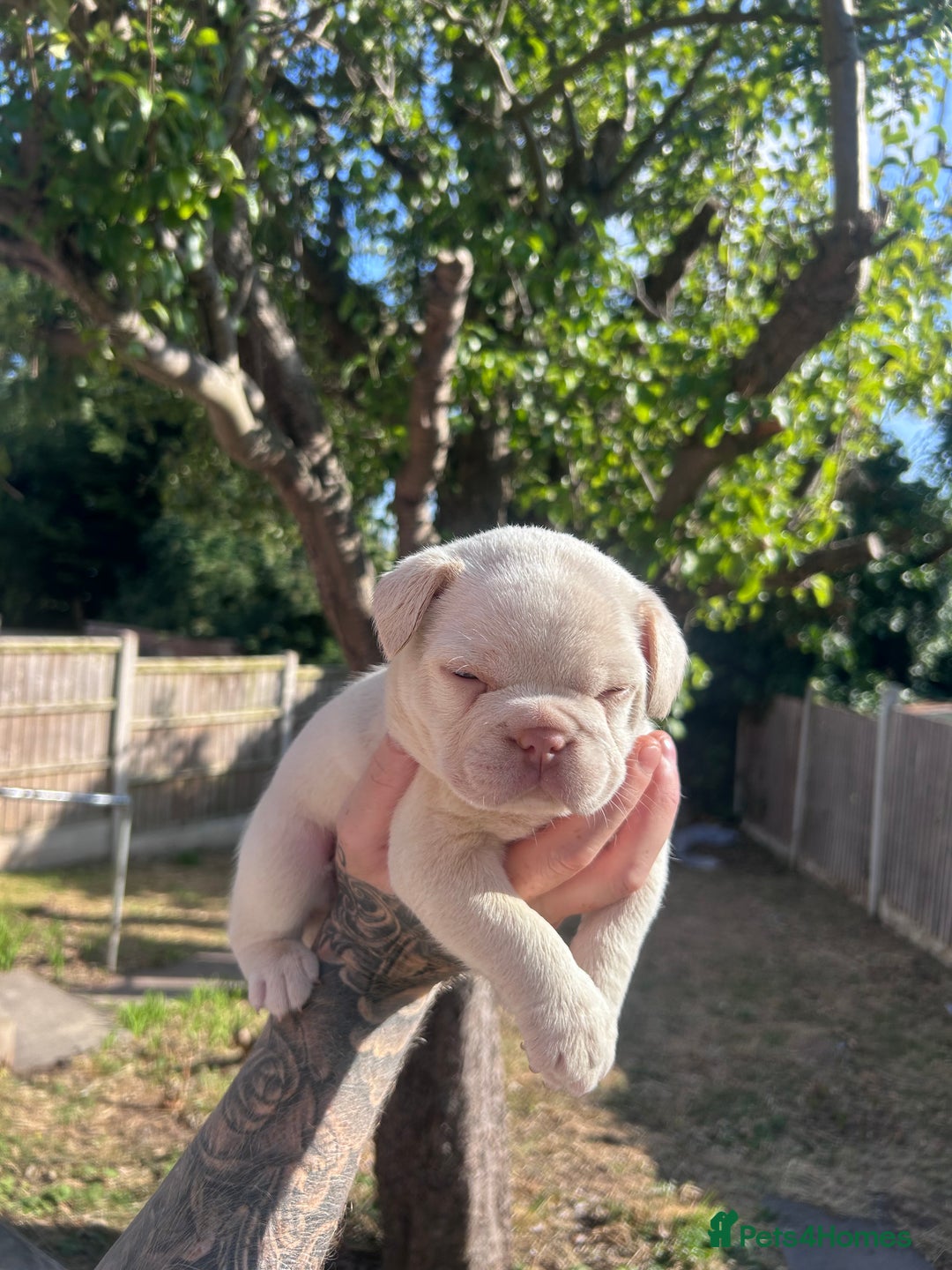 French Bulldog dogs for sale: Litter of KC Registered French bulldog pups.  - Image 19