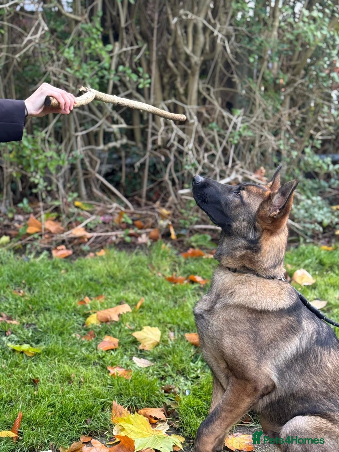 German Shepherd dogs for sale: Beautiful big German shepherd looking for a home - Advert 3