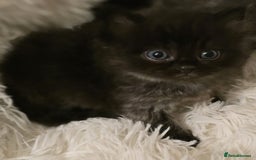 Persian cats for sale: Stunning Persians  - Image 6