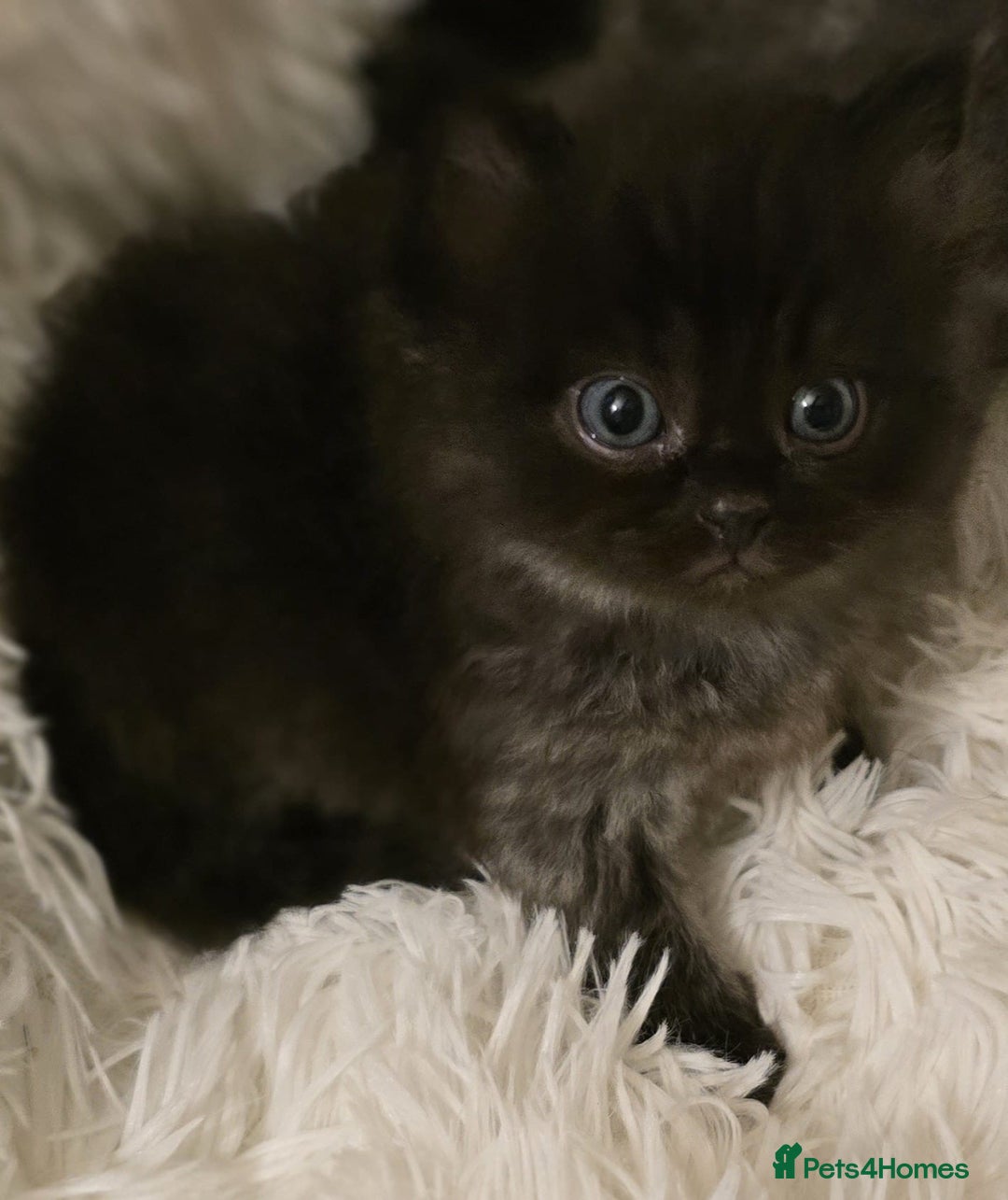 Persian cats for sale: Stunning Persians  - Image 6
