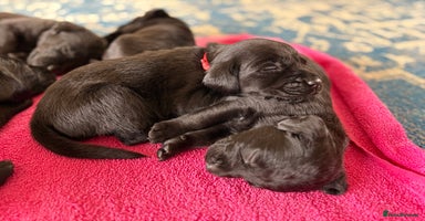Labrador Retriever dogs - Advert 4