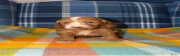 Cockapoo dogs for sale: 🧡💛💚Stunning Cockapoo Puppies - Ready 25th May - Advert 16