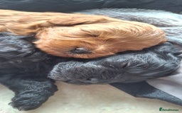Cavapoo dogs for sale: Toy Cavapoo puppies - Image 1