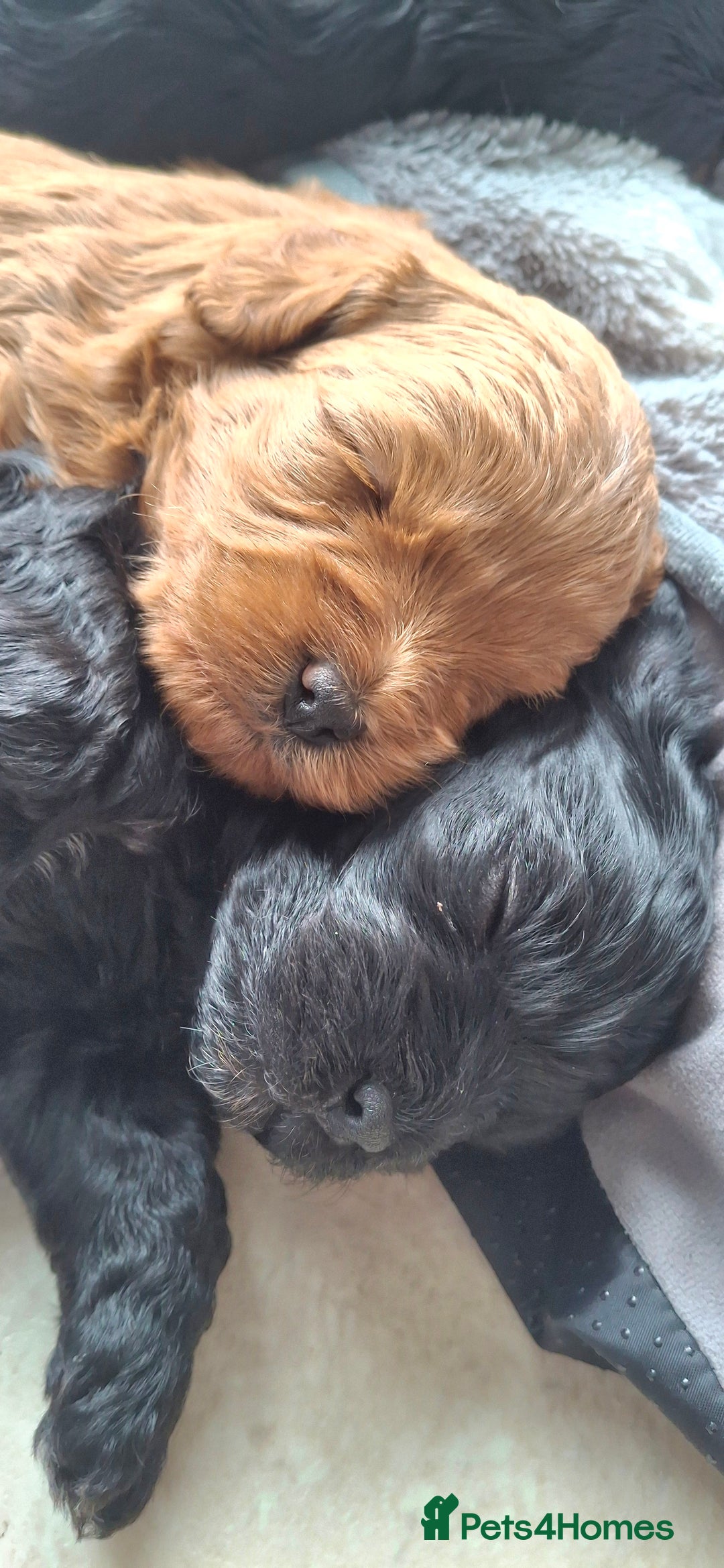 Cavapoo dogs for sale: Toy Cavapoo puppies - Image 1