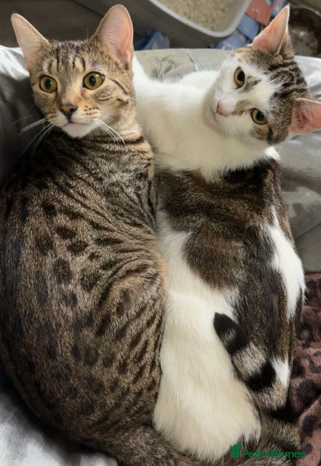 British Shorthair cats for sale: Cute Adorable cats for sale  in London - Advert 1